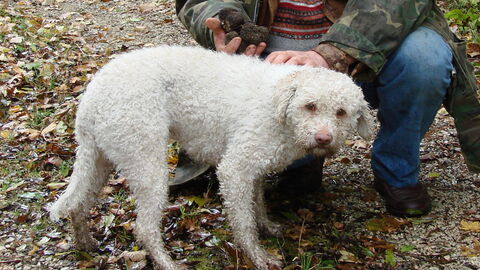 Een Lagotto truffelhond