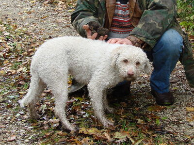 Een Lagotto truffelhond