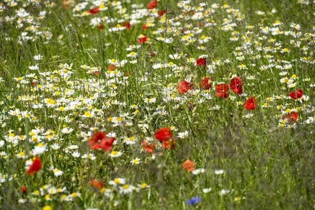 Bloemen