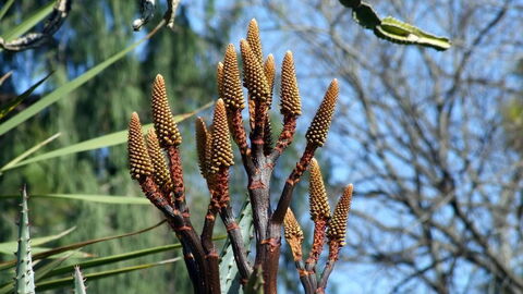 Botanische tuinen, Bari