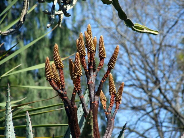 Botanische tuinen, Bari