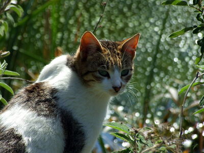 Botanische tuinen, Bari