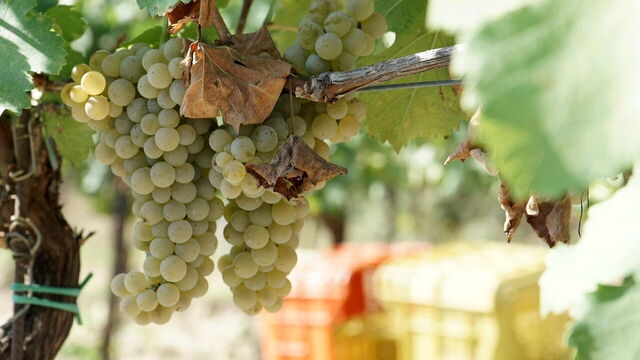 Wijngaard in de Langhe