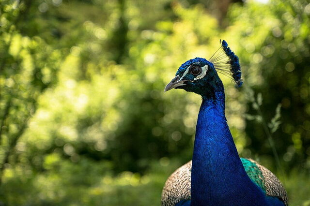 Pauw, Parco Natura Viva