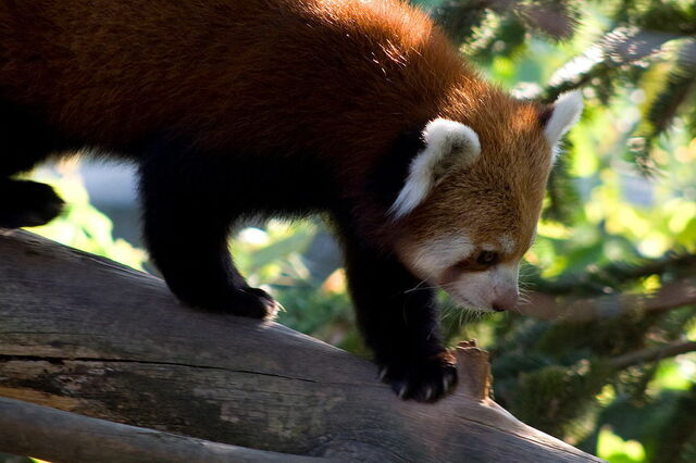 Rode Panda, Parco Natura Viva