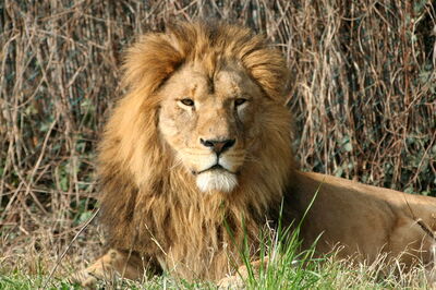 Leeuw, Parco Natura Viva