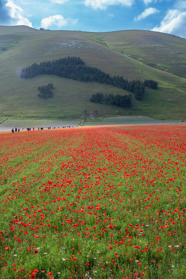 Castelluccio di Norcia, klaprozen