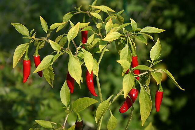Hete chilipepers
