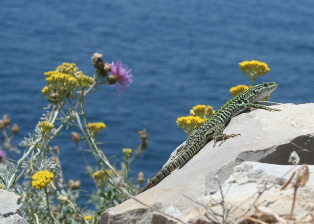 Flora en fauna, Punta Campanella
