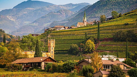 Wijngaard in Bolzano in de herfst