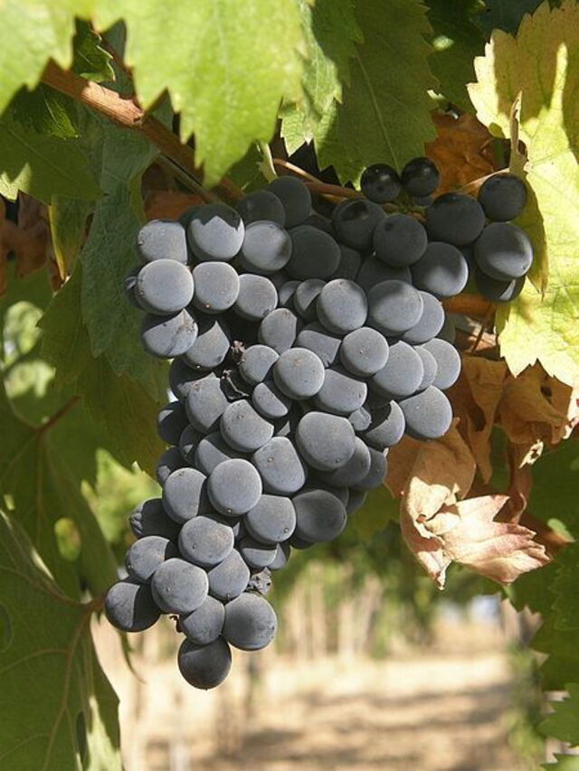 De beroemde Montepulciano d'Abruzzo wijndruif