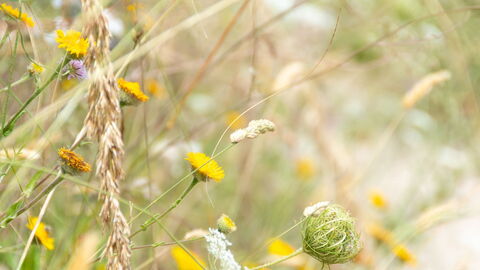 Veld in bloei in Italië