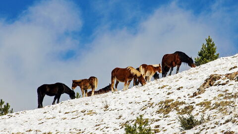 Paarden in Abruzzo