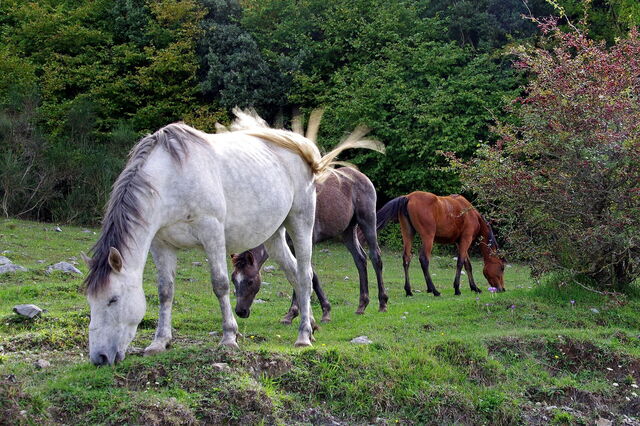 Gran Sasso, paarden