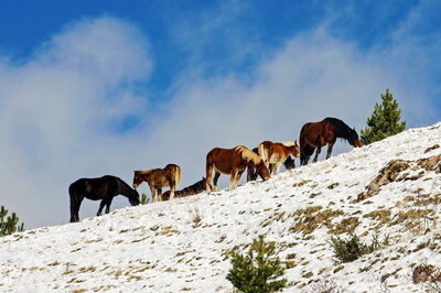 Paarden in Abruzzo