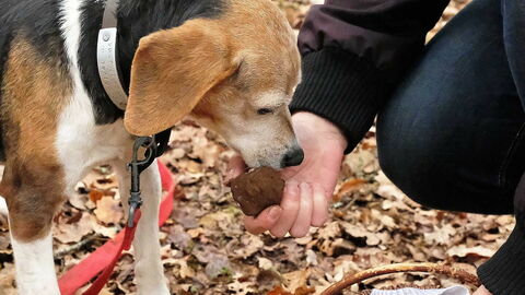 Truffel hond