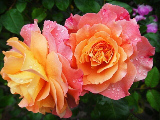Roze rozen