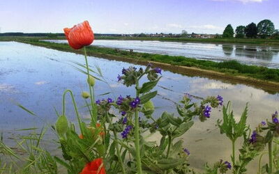 Rijstvelden in de Piedmont regio