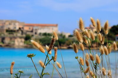 Een uitzicht op Pianosa