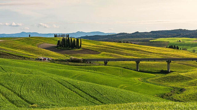 Cipressen in Toscane