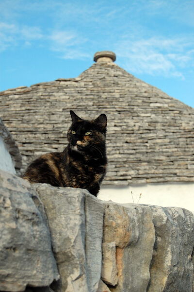 Een kat in Alberobello
