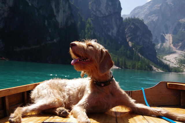 Hond geniet van een dagje aan het meer in Italië