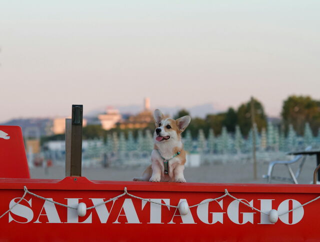 Een hond op het strand in Italië