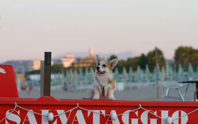 Een hond op het strand in Italië
