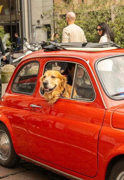 Hond in een auto, Italië