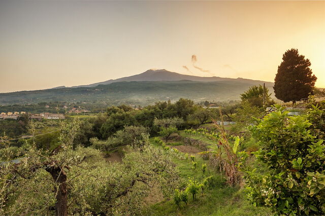 Wijngaarden met de Etna op de achtergrond