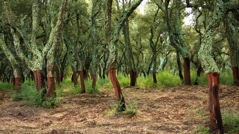Een bos met kurk eikenbomen