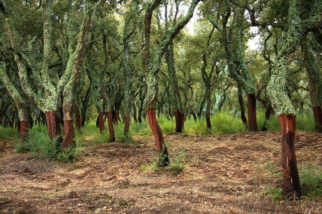 Een bos met kurk eikenbomen