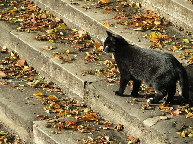 een zwarte kat