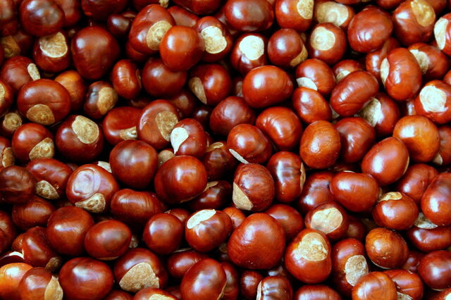 Kastanjes