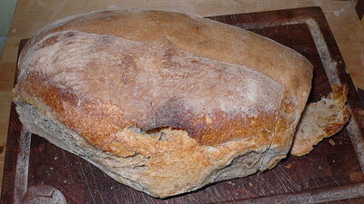 Lariano brood