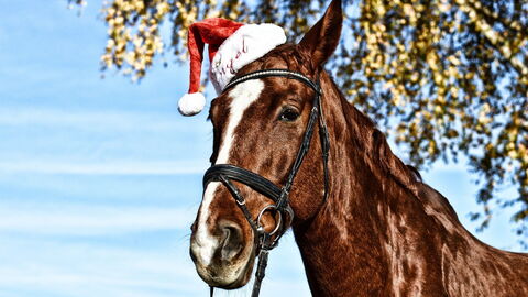 Kerst paard