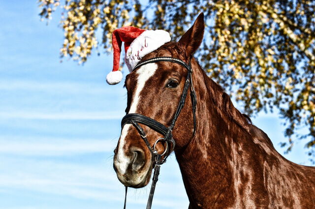 Kerst paard
