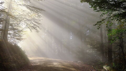 Ochtend in het bos