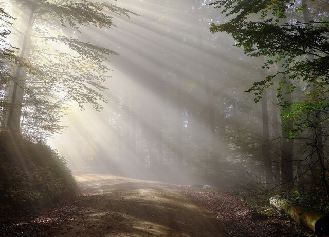 Ochtend in het bos