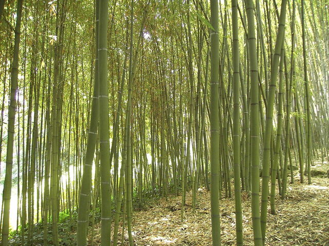Bamboe, Orto Botanico di Roma