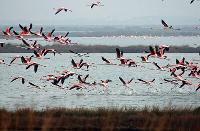 Flamingo's, Comacchio