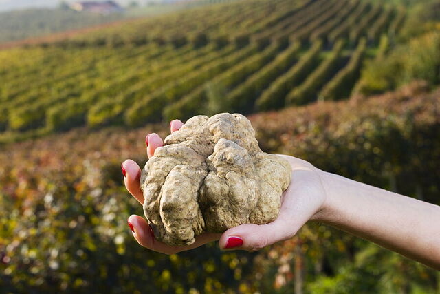 Witte truffels, Piedmont
