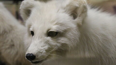 Taxidermie vos