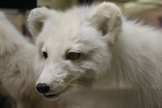 Taxidermie vos