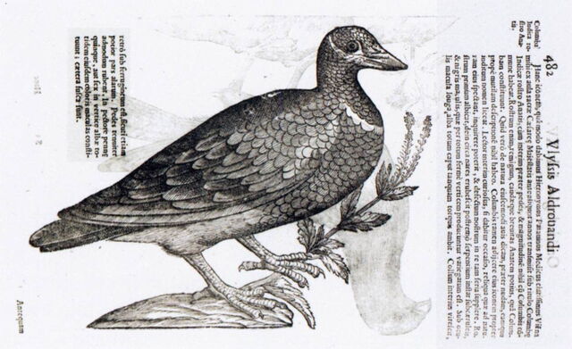 Blauwkopkwartelduif door Ulisse Aldrovandi