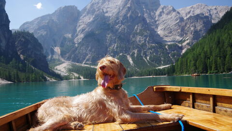 Een hond geniet van een pauze in de Italiaanse Alpen