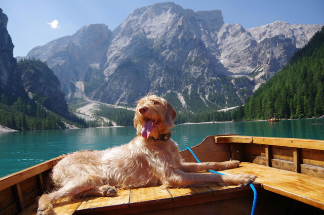 Een hond geniet van een pauze in de Italiaanse Alpen