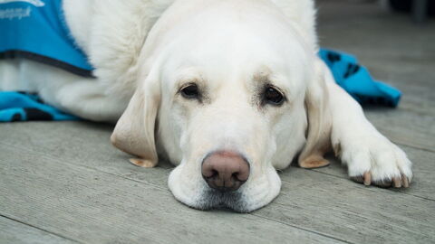 Hond