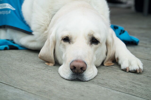 Hond