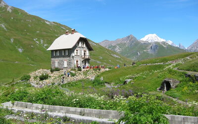 Chanousia Alpine Botanische Tuin